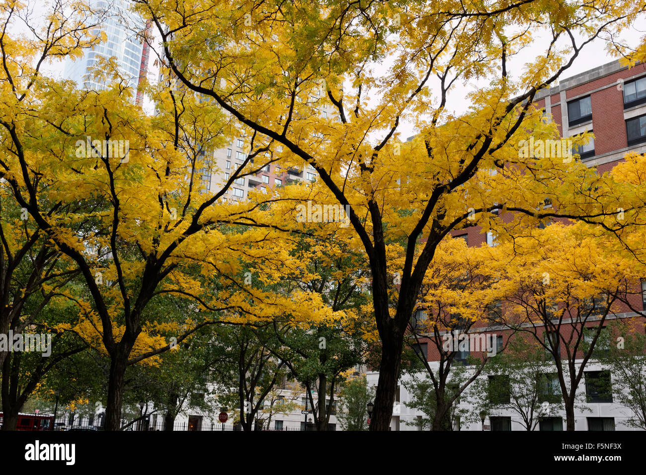 Il miele di locusta di alberi in un parco sul Rettore luogo in Battery Park City, un quartiere di Lower Manhattan, New York City. Foto Stock