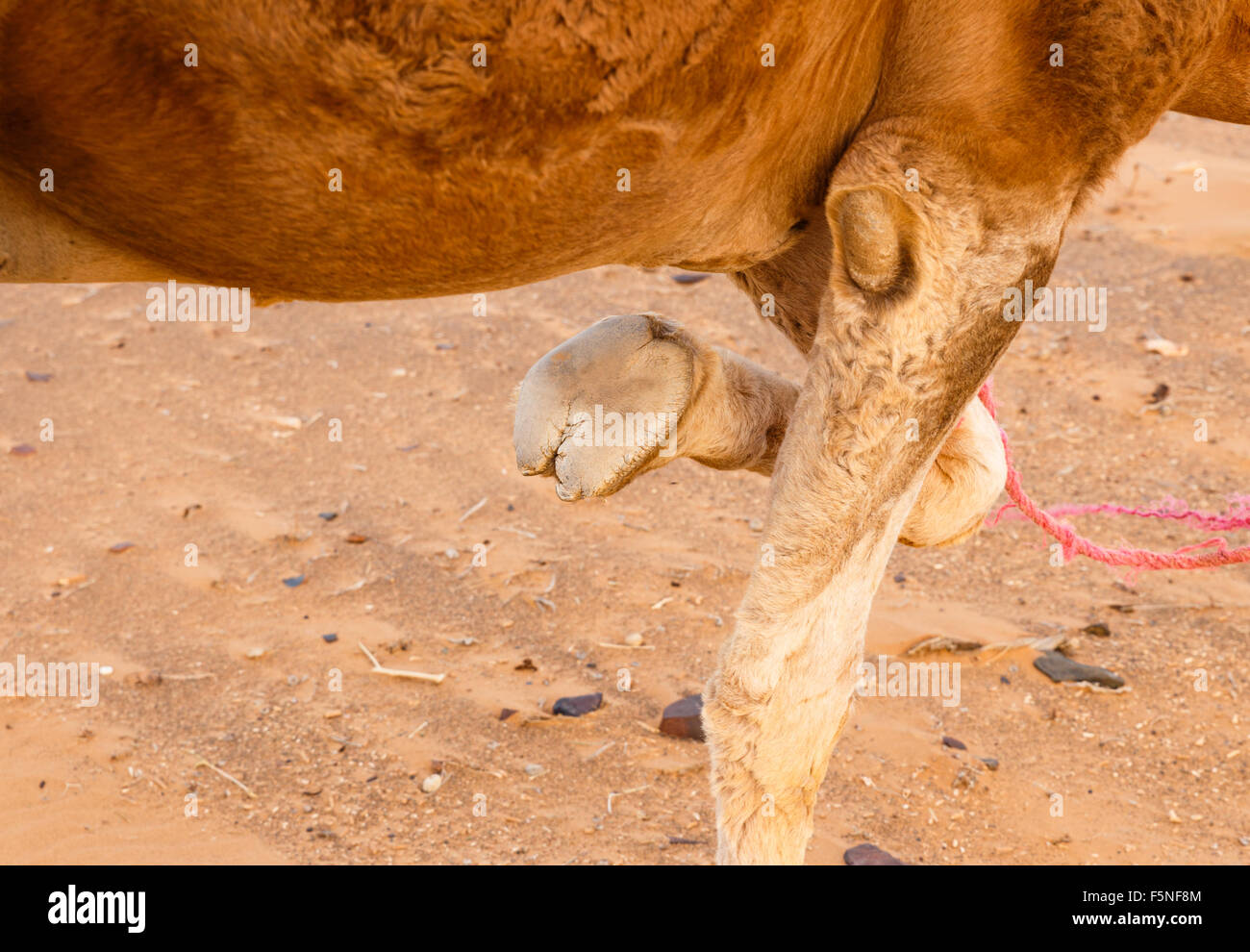 piede di un cammello Foto Stock