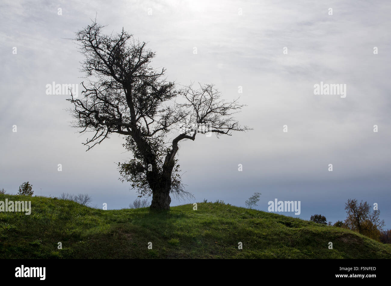 Silhouette di un sfrondato vecchio albero Foto Stock