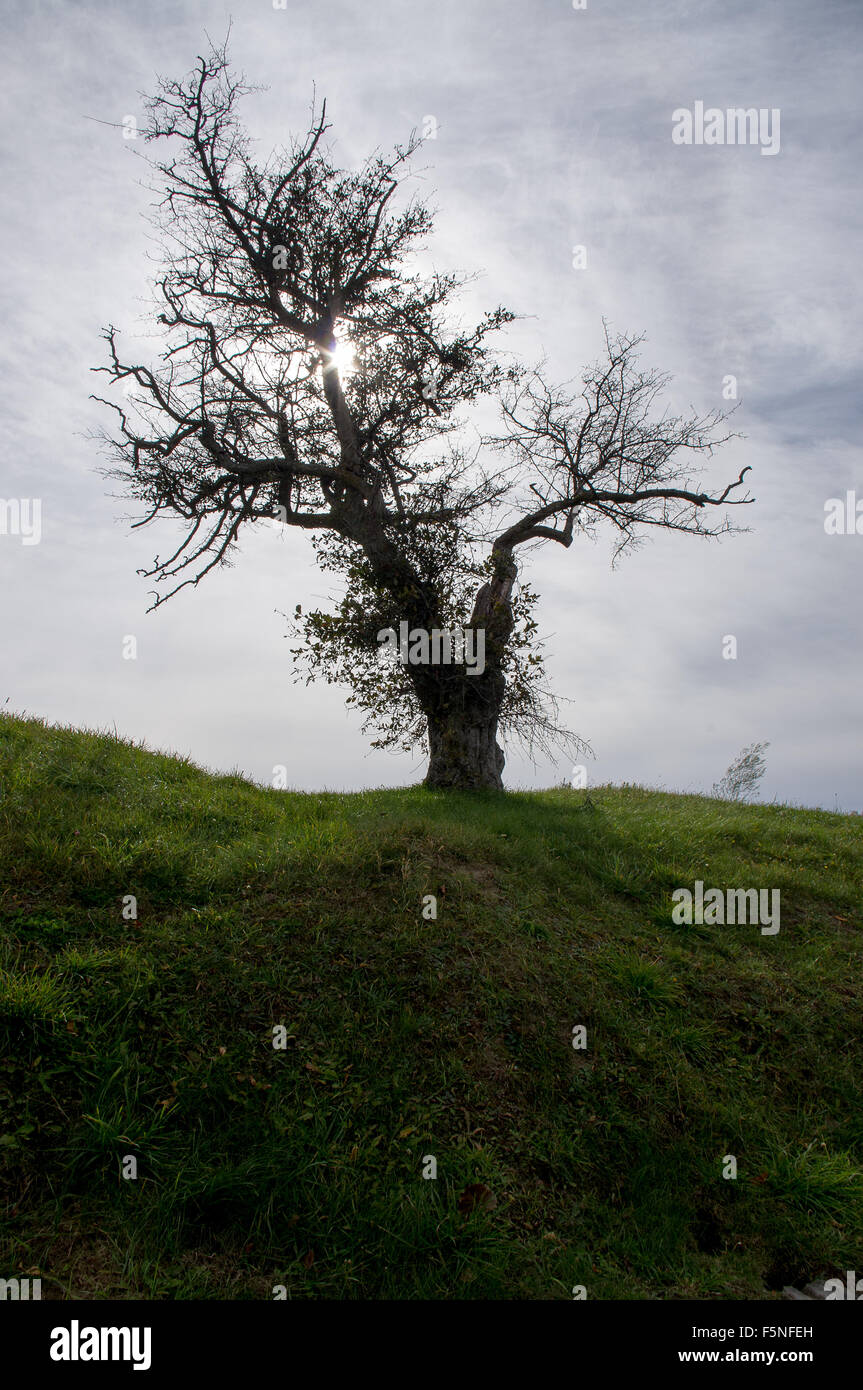 Silhouette di un sfrondato vecchio albero Foto Stock