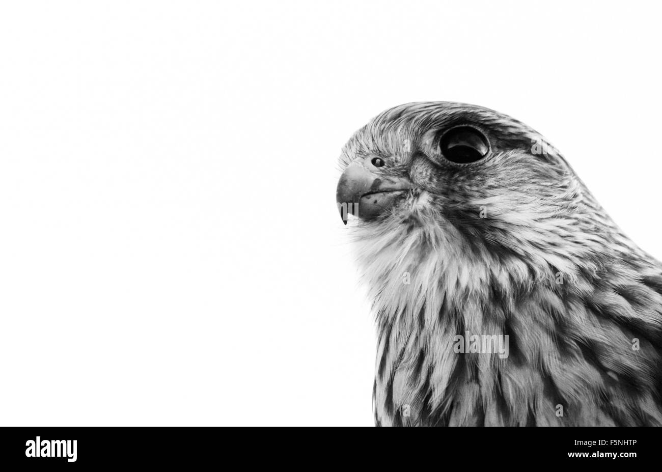 Colpo alla testa close up Eurasian Gheppio Falco tinnunculus in bianco e nero su un chiaro sfondo bianco, Norfolk, Regno Unito Foto Stock