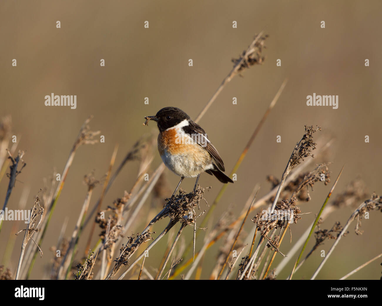 Maschio Stonechat europea con caterpillar 3 Foto Stock