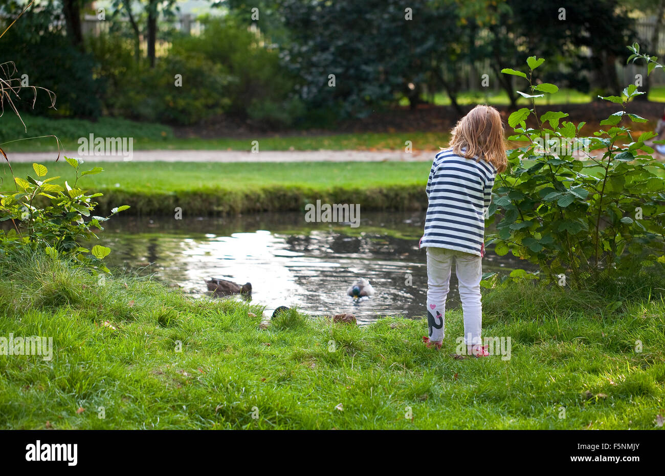 Una giovane ragazza sta timidamente accanto a un corpo di acqua sperando di alimentare un gruppo di anatre. Foto Stock