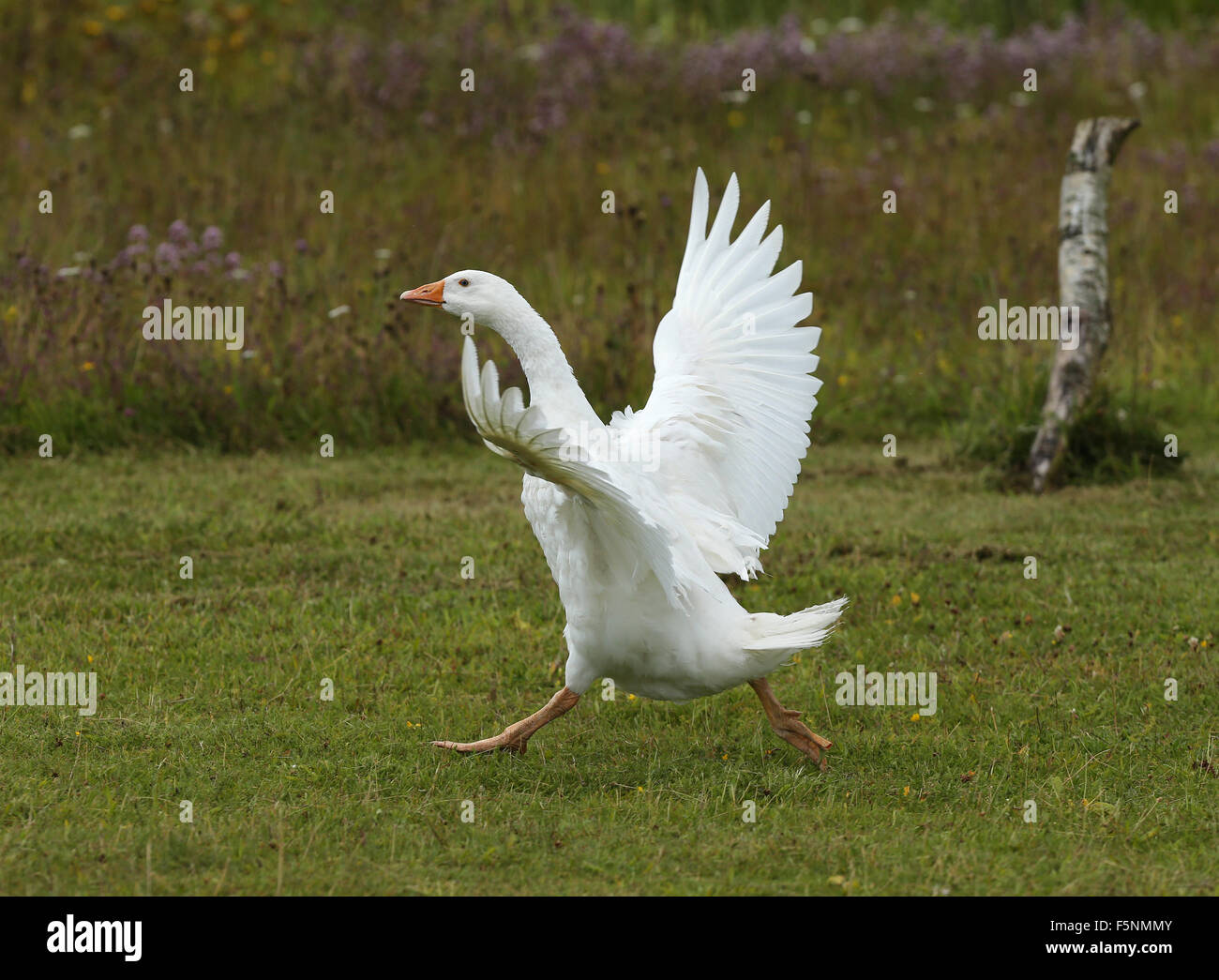Close up di un oca bianca Foto Stock
