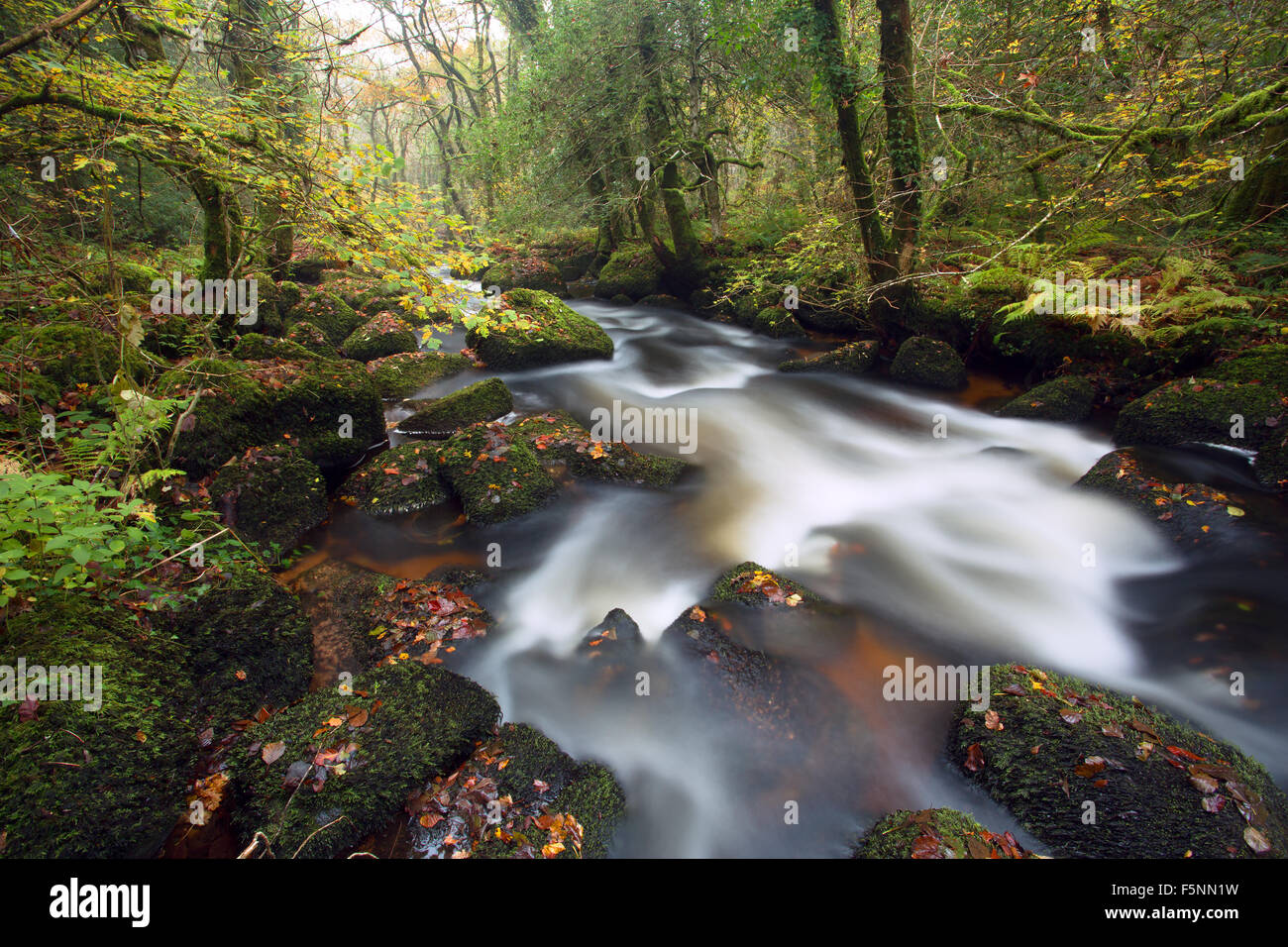 Autunno River Bovey parco nazionale di Dartmoor Devon UK Foto Stock