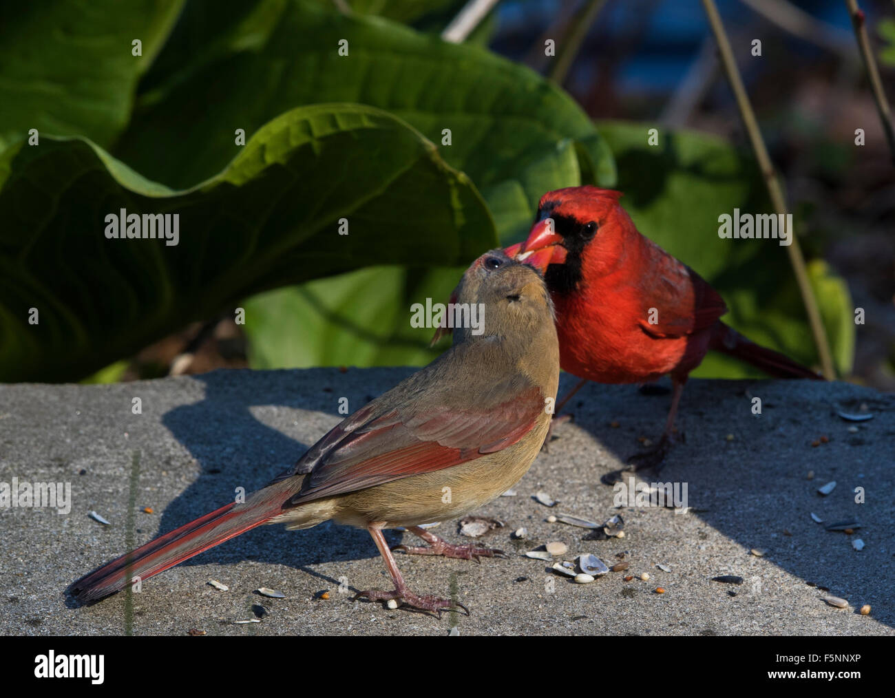 Coppia di Northern cardinali, corteggiamento alimentare Foto Stock