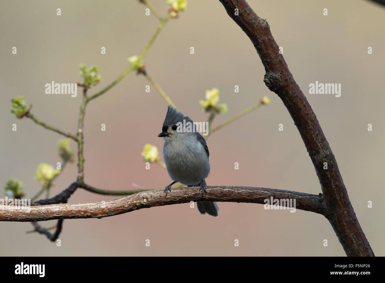 Cincia tufted appollaiato in un albero di sassofrasso Foto Stock