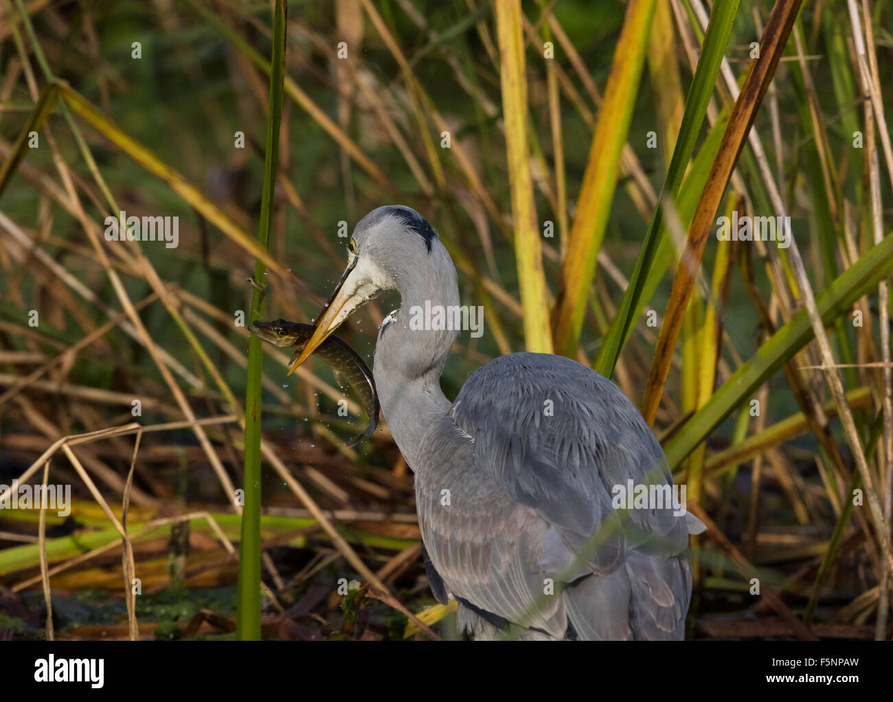 Airone cenerino con Jack Pike Foto Stock