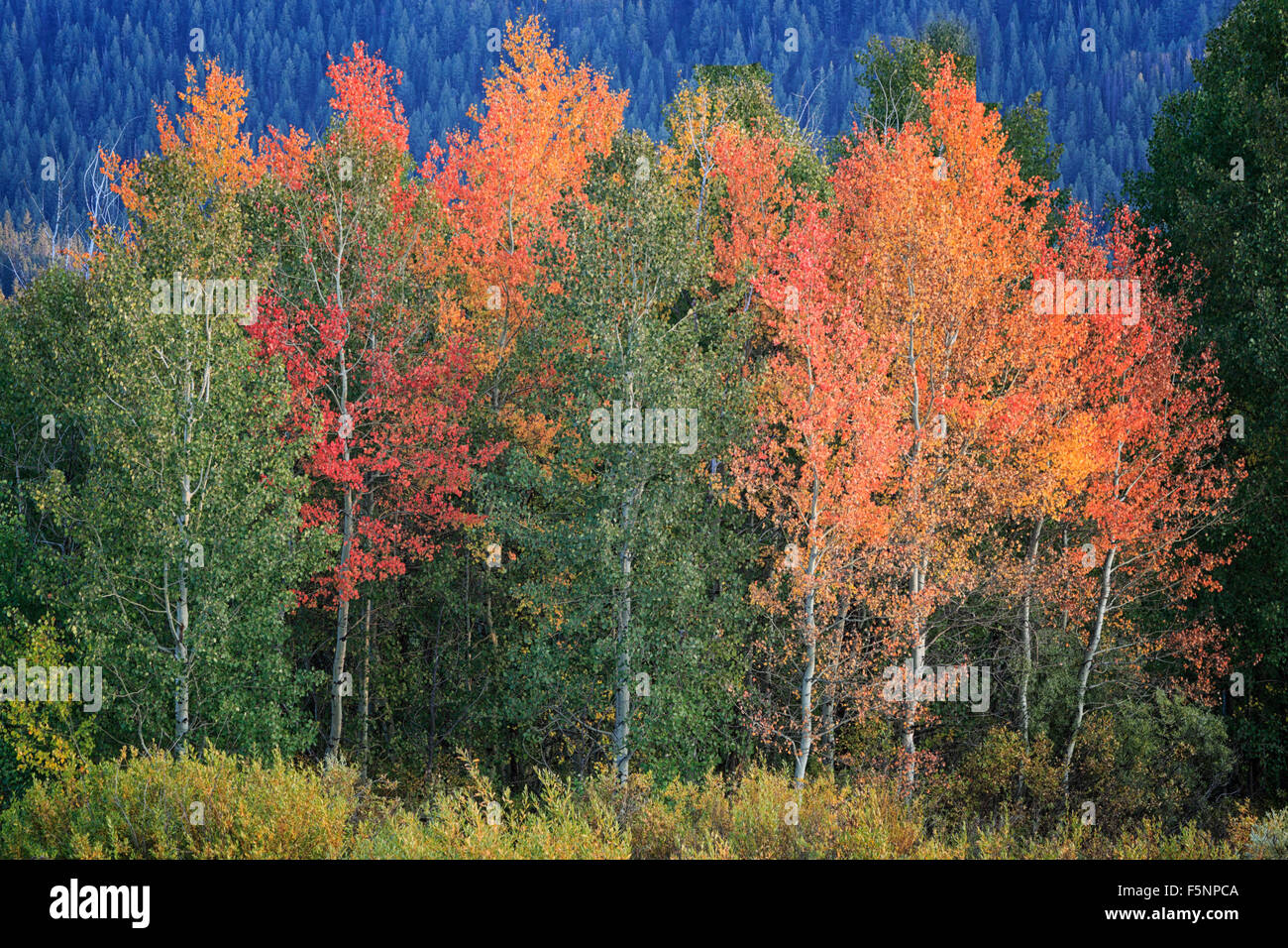 Aspens in autunno al Parco Nazionale di Grand Teton in Wyoming Foto Stock