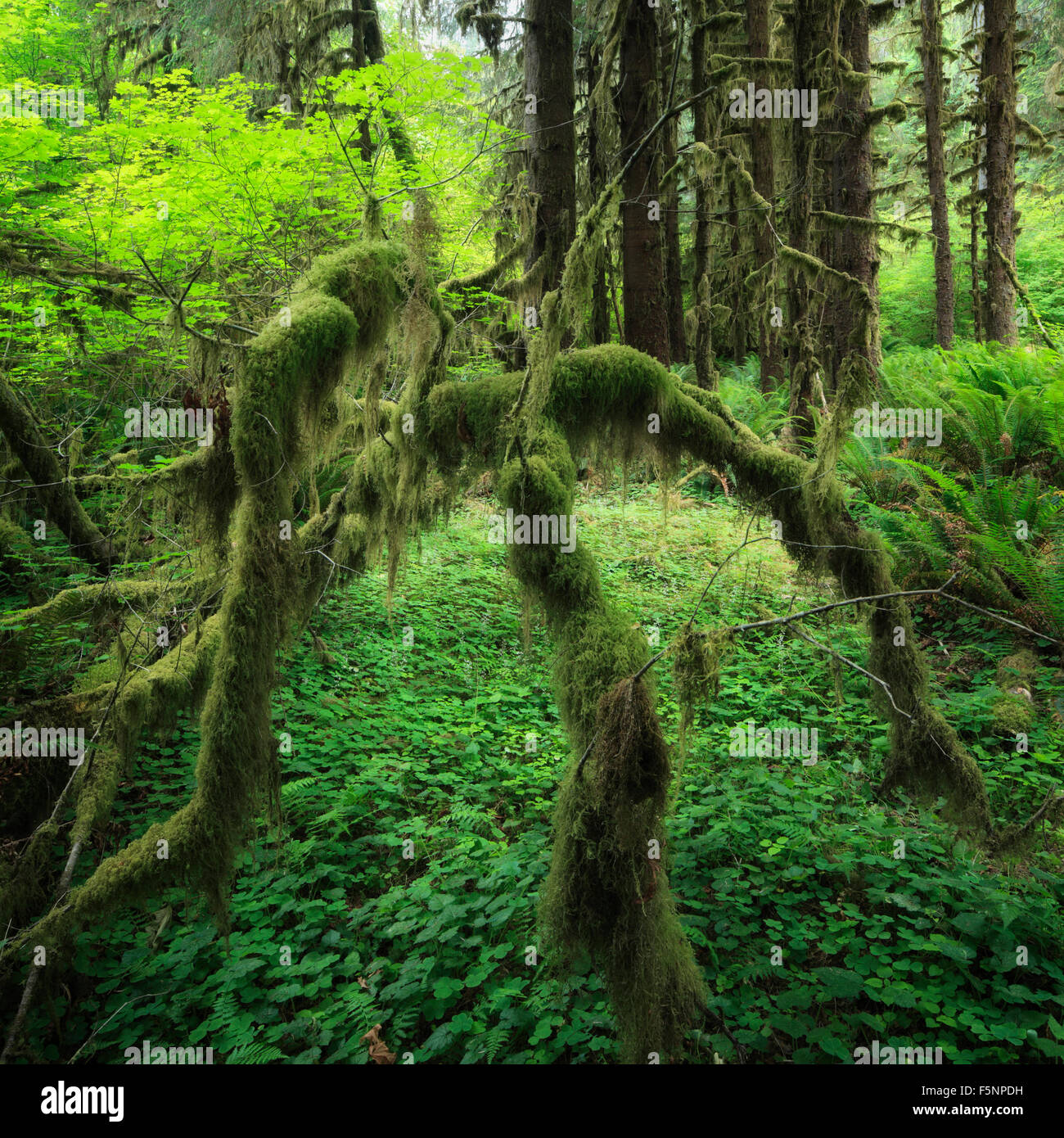 Spada Verde Felce, Oxalis e moss nel Hoh foresta pluviale nel Parco Nazionale di Olympic, Washington Foto Stock