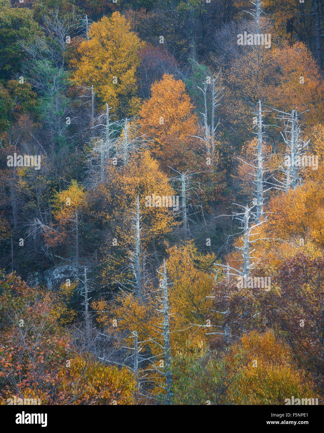 I fantasmi di morti la cicuta a molle di Hemlock si affacciano nel Parco Nazionale di Shenandoah Foto Stock