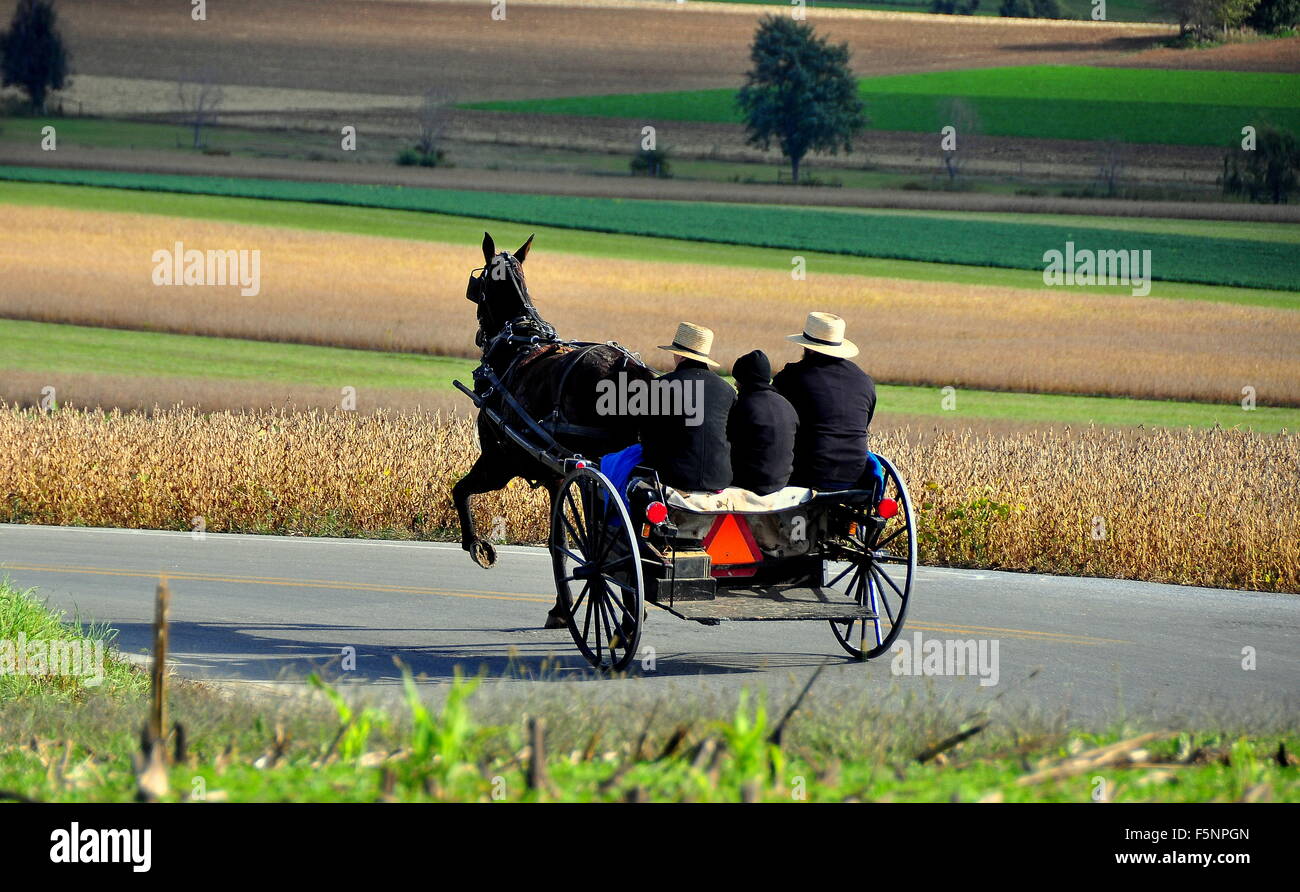 Lancaster County, Pennsylvania: famiglia Amish di equitazione a cavallo e buggy passando i campi di produzione essiccata * Foto Stock