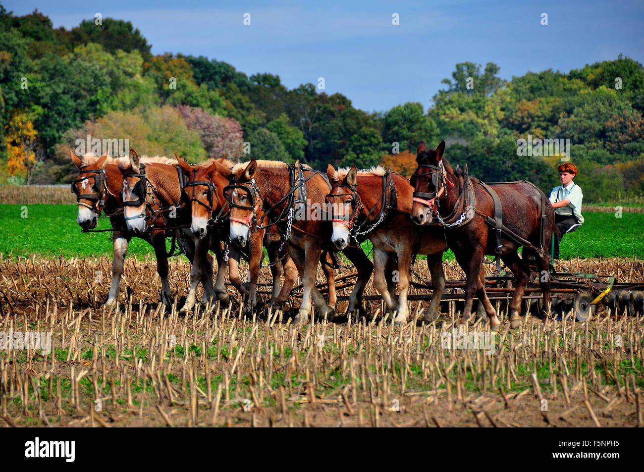 Lancaster County, Pennsylvania: i capelli rossi giovani Amish arando un  campo di stocchi di mais essiccato con un team di asini * Foto stock - Alamy