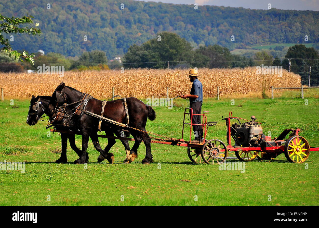 Lancaster County, Pennsylvania: agricoltore Amish di equitazione in un campo timone tirato da due cavalli * Foto Stock