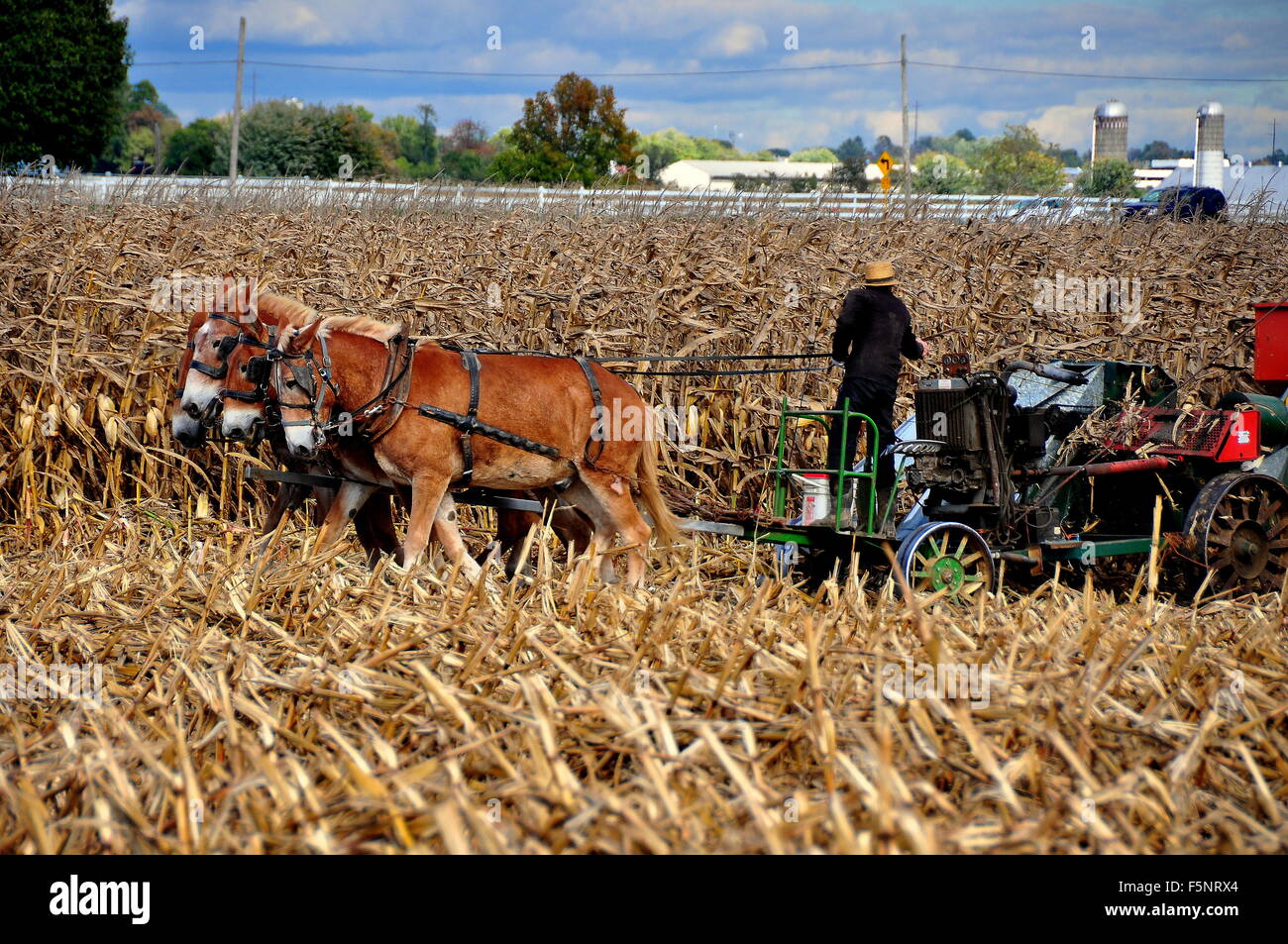 Lancaster County, Pennsylvania: Amish agricoltore lavora su un campo di essiccato stocchi di mais con una macchina di trebbiatura * Foto Stock