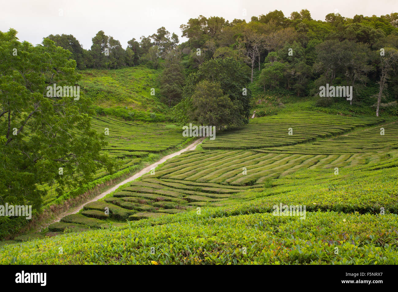 Porto Formoso la piantagione di tè, Sao Migue, Azzorre.Tea Factory, fondata da Amancio Machado Faria e Maia, operato tra il 1920 Foto Stock