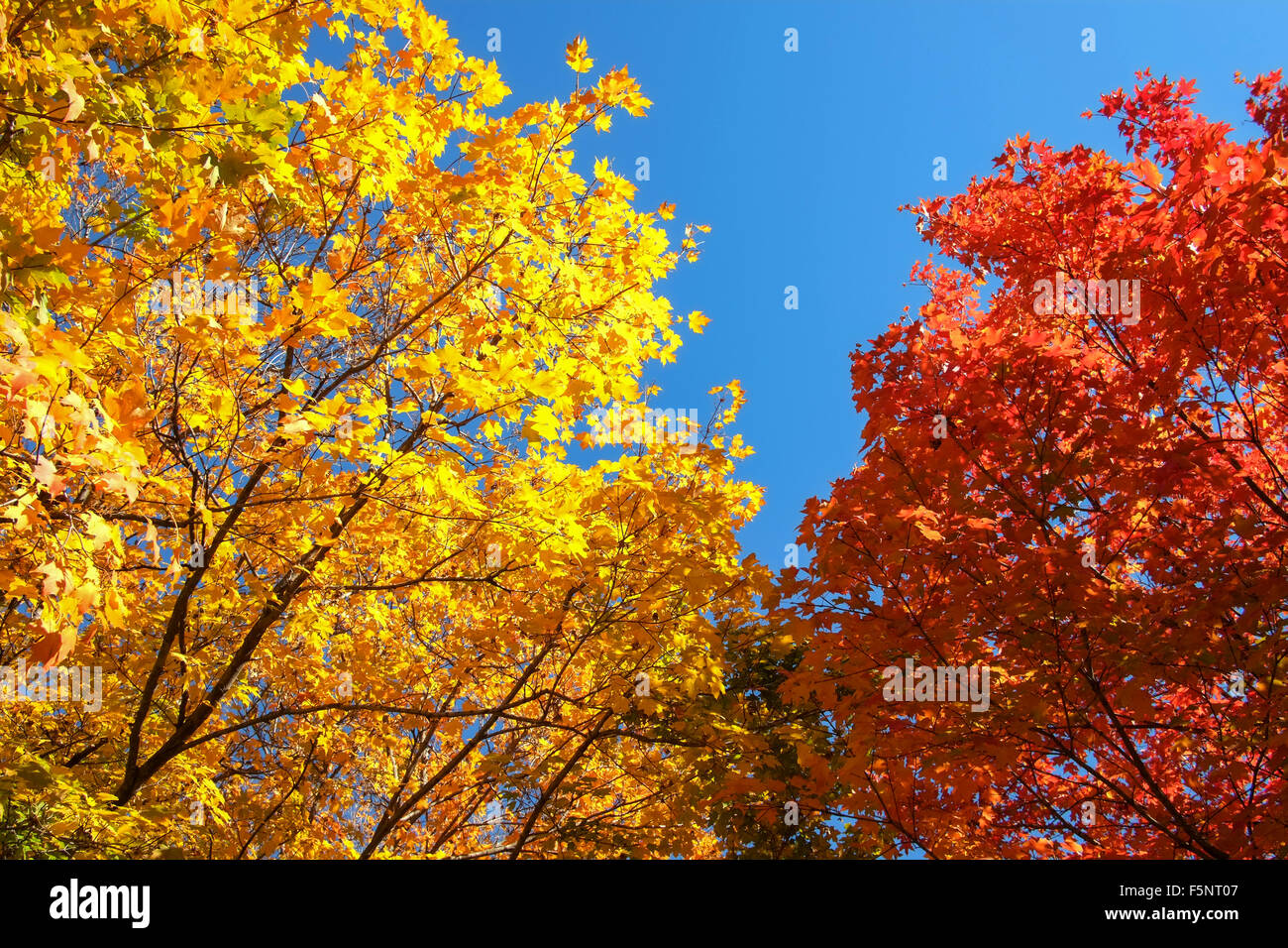 Colorate e grandi di colore giallo e rosso acero(Acer) alberi in caduta delle foglie. Fotografati contro un cielo blu in New Jersey, Nord America durante il tardo autunno Foto Stock