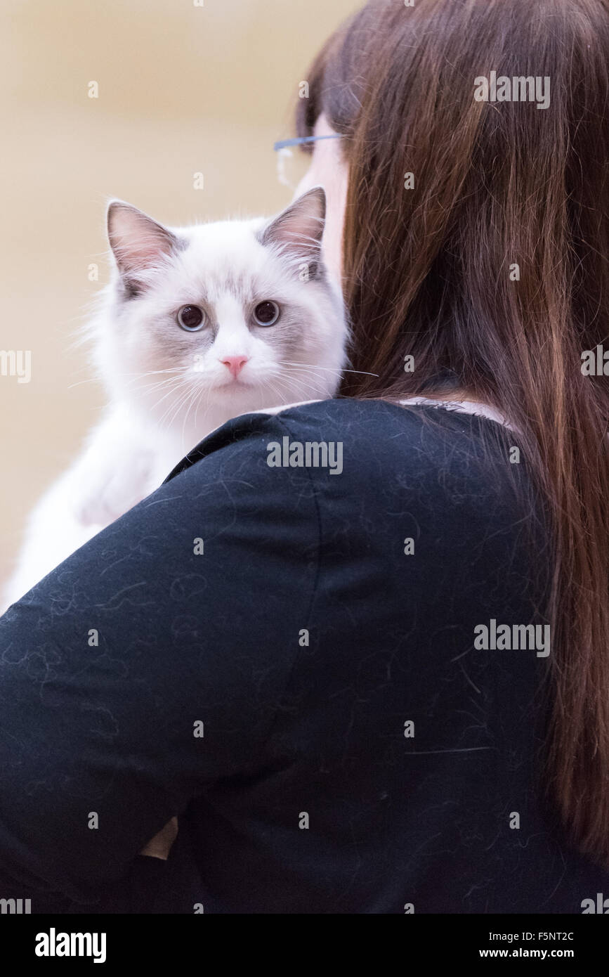 Tamworth, Staffordshire. 07 Nov, 2015. Sabato 7 novembre 2015 la British gatto Ragdoll Club xiv Championship Show tenutosi a Wilnecote Leisure Centre Tamworth Credito: David Holbrook/Alamy Live News Foto Stock