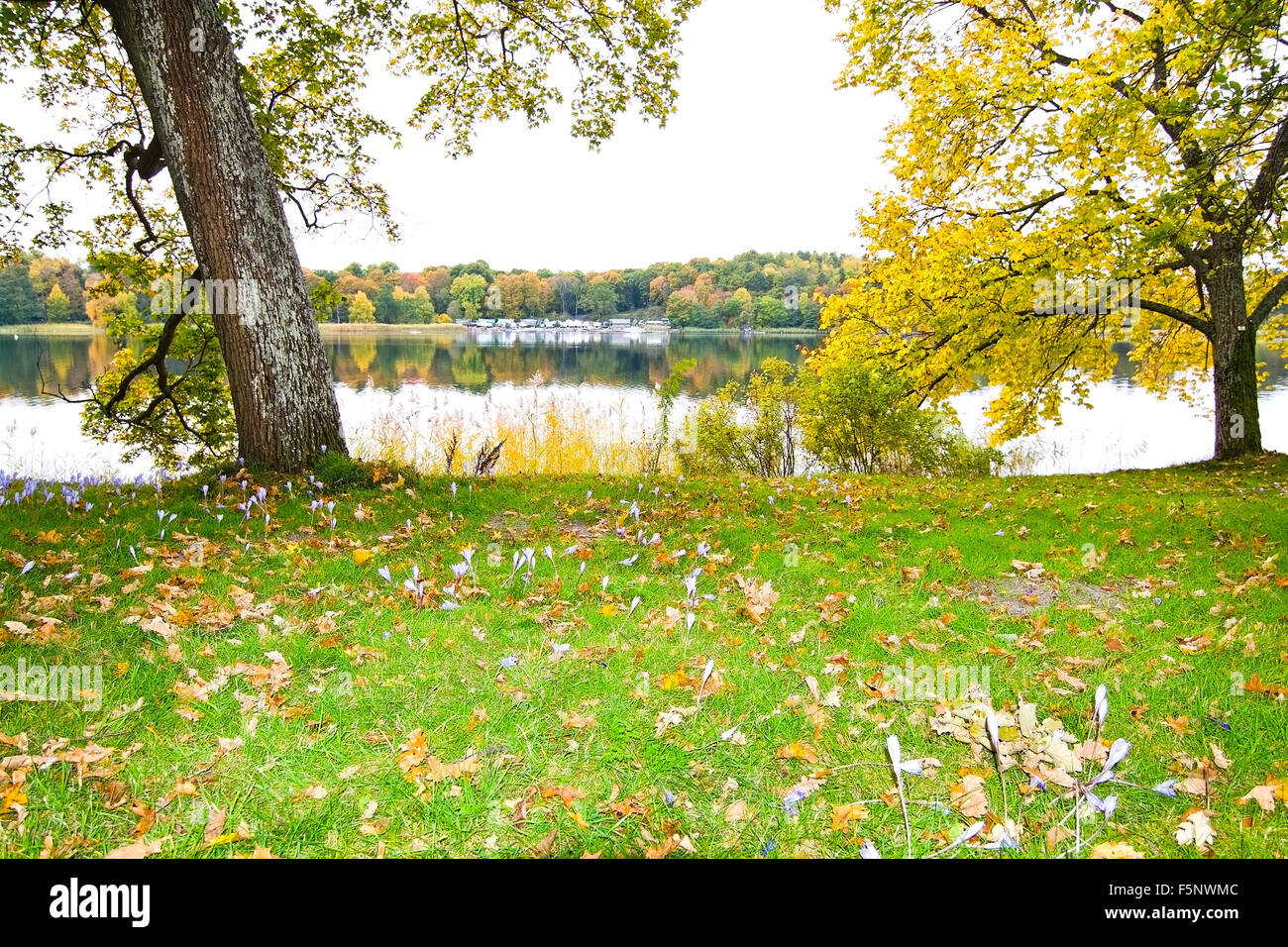 Prato dal lago con viola Colchicum autumnale autunno crocus, Stoccolma, Svezia in ottobre. Foto Stock