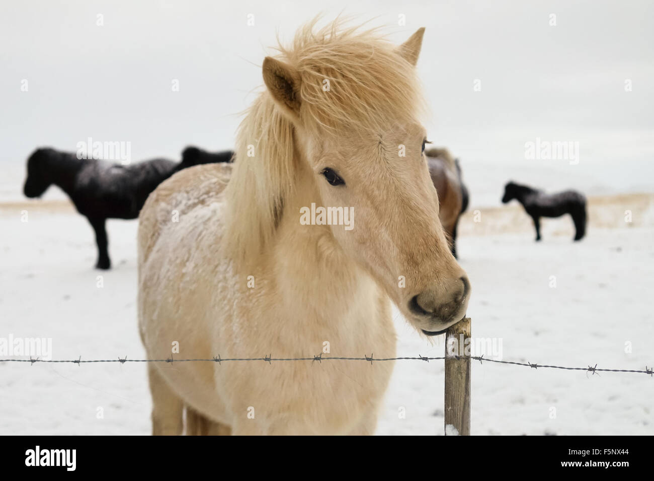 Cavallo islandese in difficili condizioni invernali Foto Stock