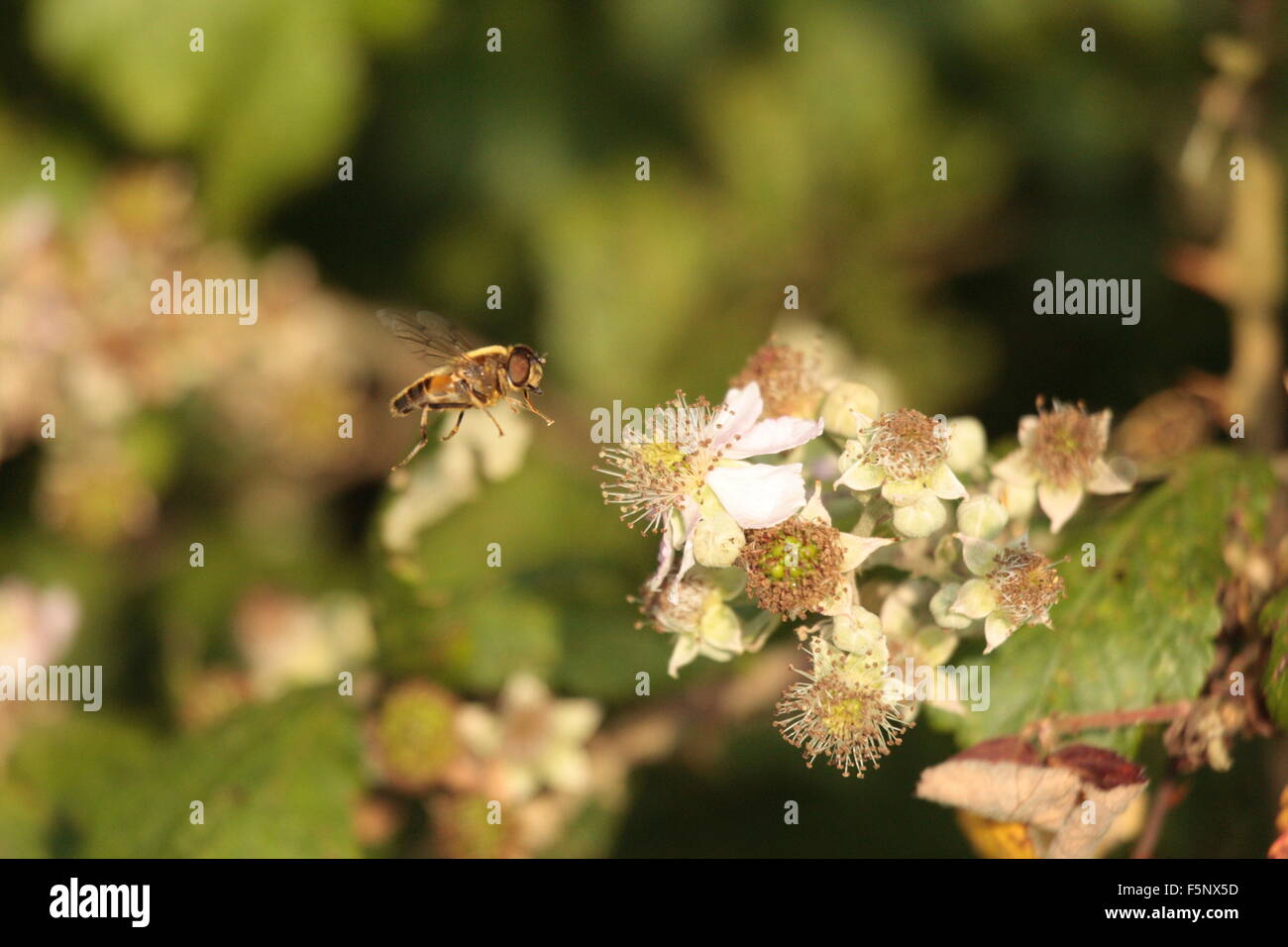 Tecniche di volo immagini e fotografie stock ad alta risoluzione - Alamy