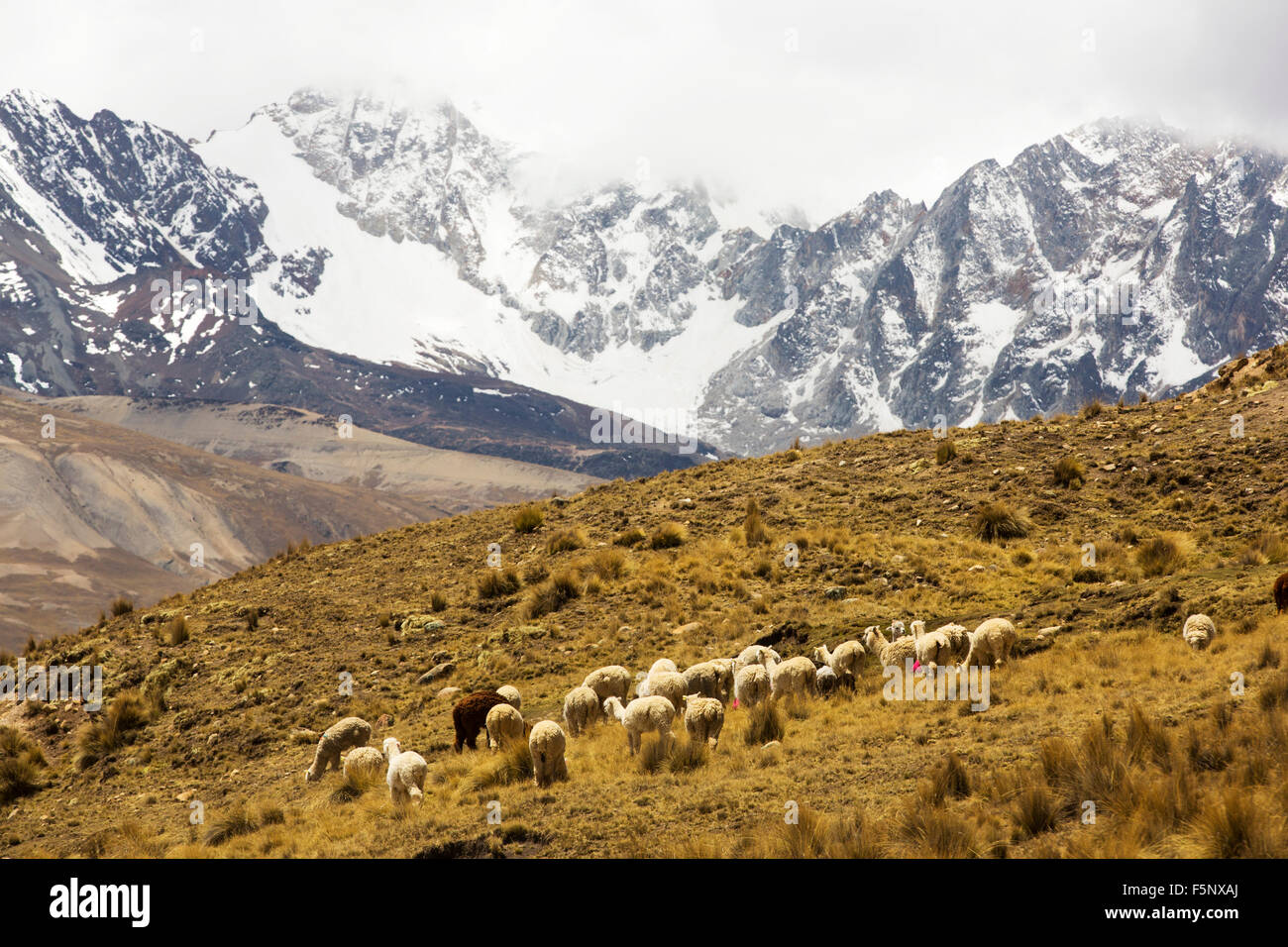 Guardando oltre la Altiplano con lama di pascolo al coperto di neve picco andino di Huayna Potosi in Bolivia. Foto Stock