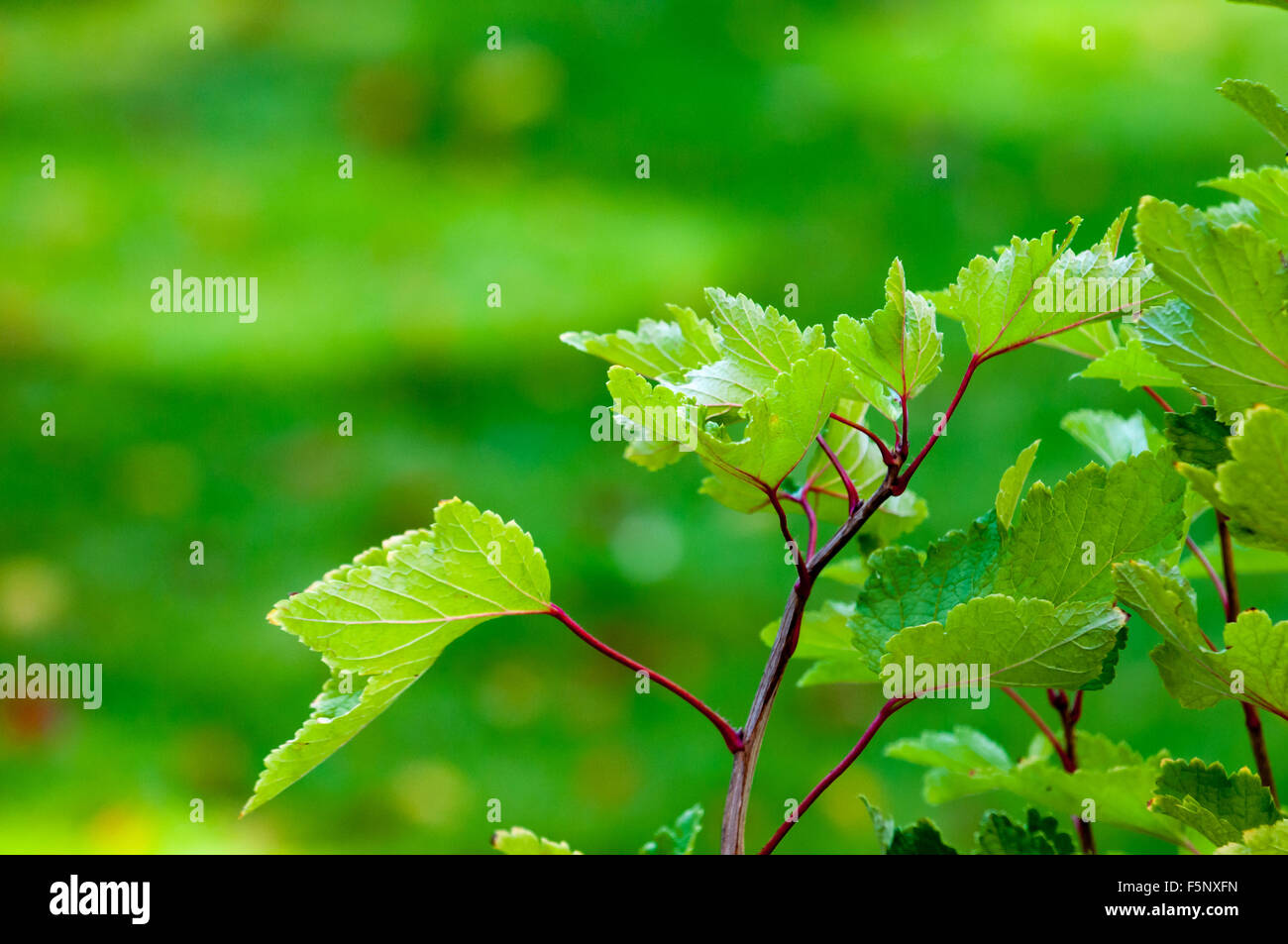 Piante verdi su una offuscata giardino verde sullo sfondo Foto Stock