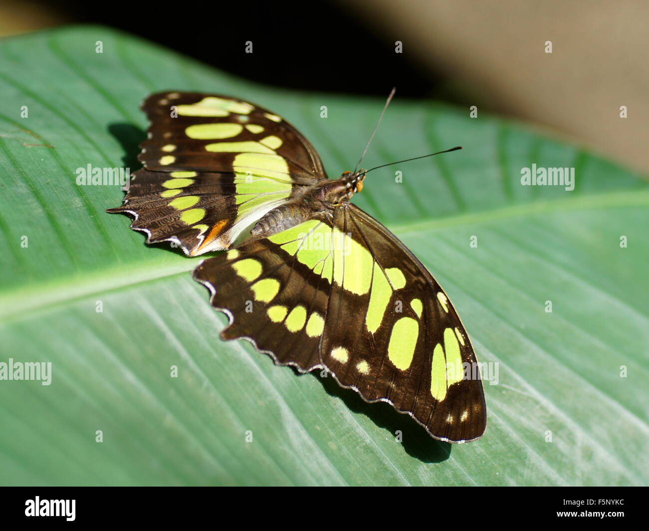 Farfalla con ali aperte. Siproeta stelenes Foto Stock