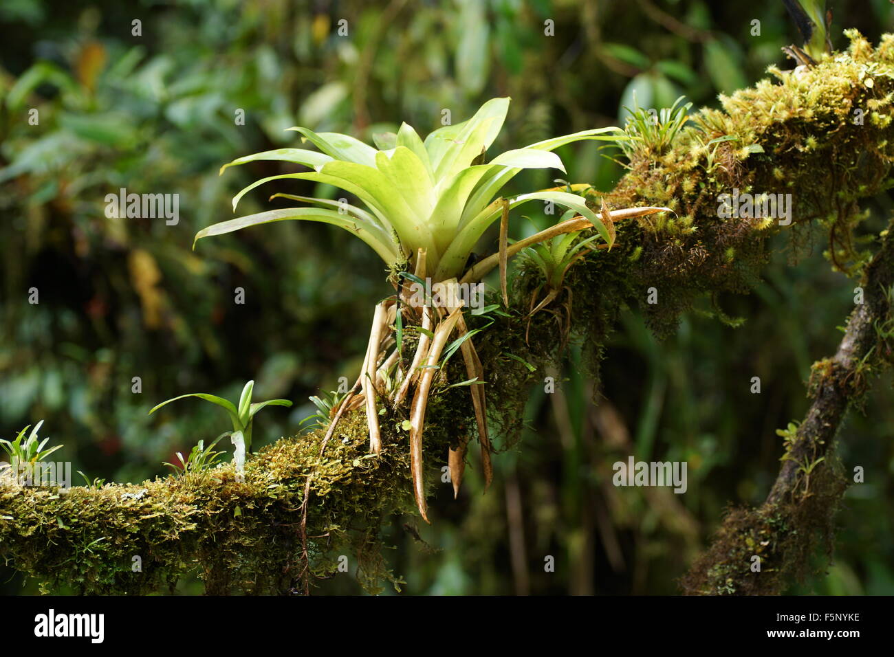Bromeliad su un ramo di albero. Provincia di Alajuela, cantone di San Carlos, Arenal, Costa Rica Foto Stock
