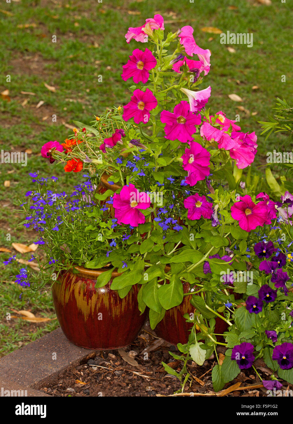 Marrone rossiccio e contenitore in ceramica con la massa della molla colorata fioritura annuari, blu lobelia e brillanti nelle petunie rosa Foto Stock