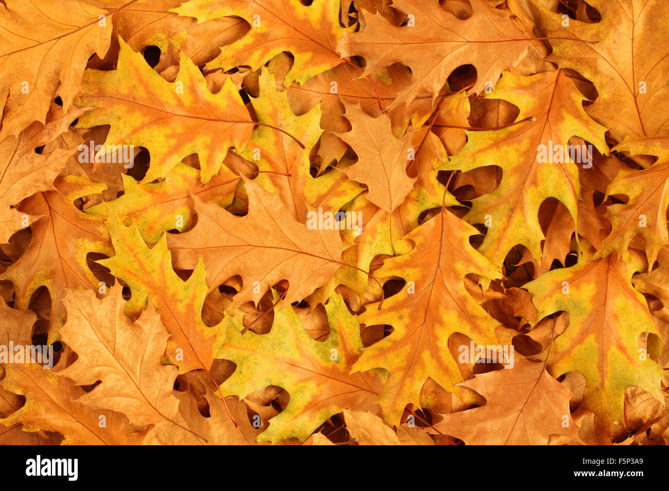 Foglie di autunno sfondo - marrone e giallo essiccato di foglie di quercia Foto Stock