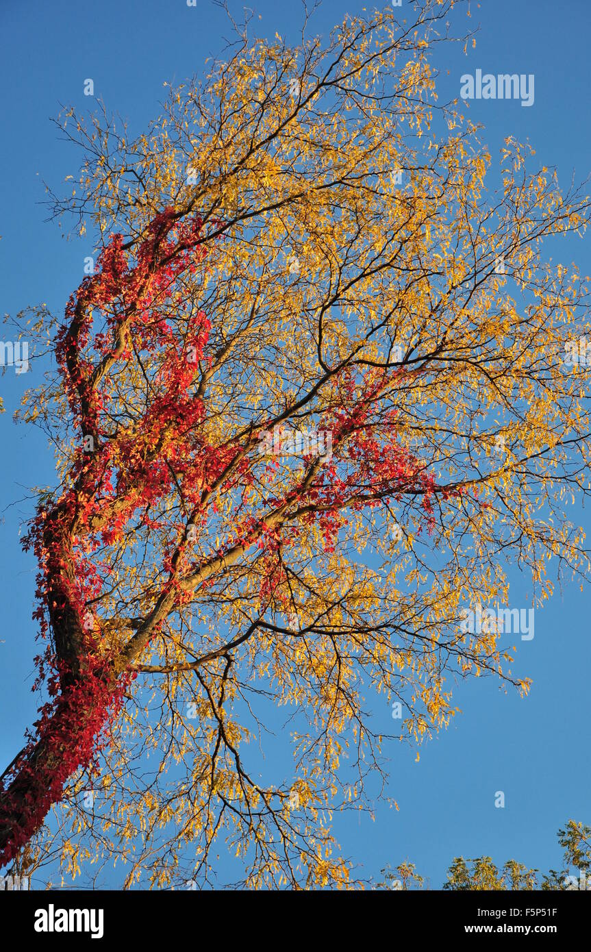 Il fogliame di autunno: rosso ivy su giallo foglie di albero Foto Stock