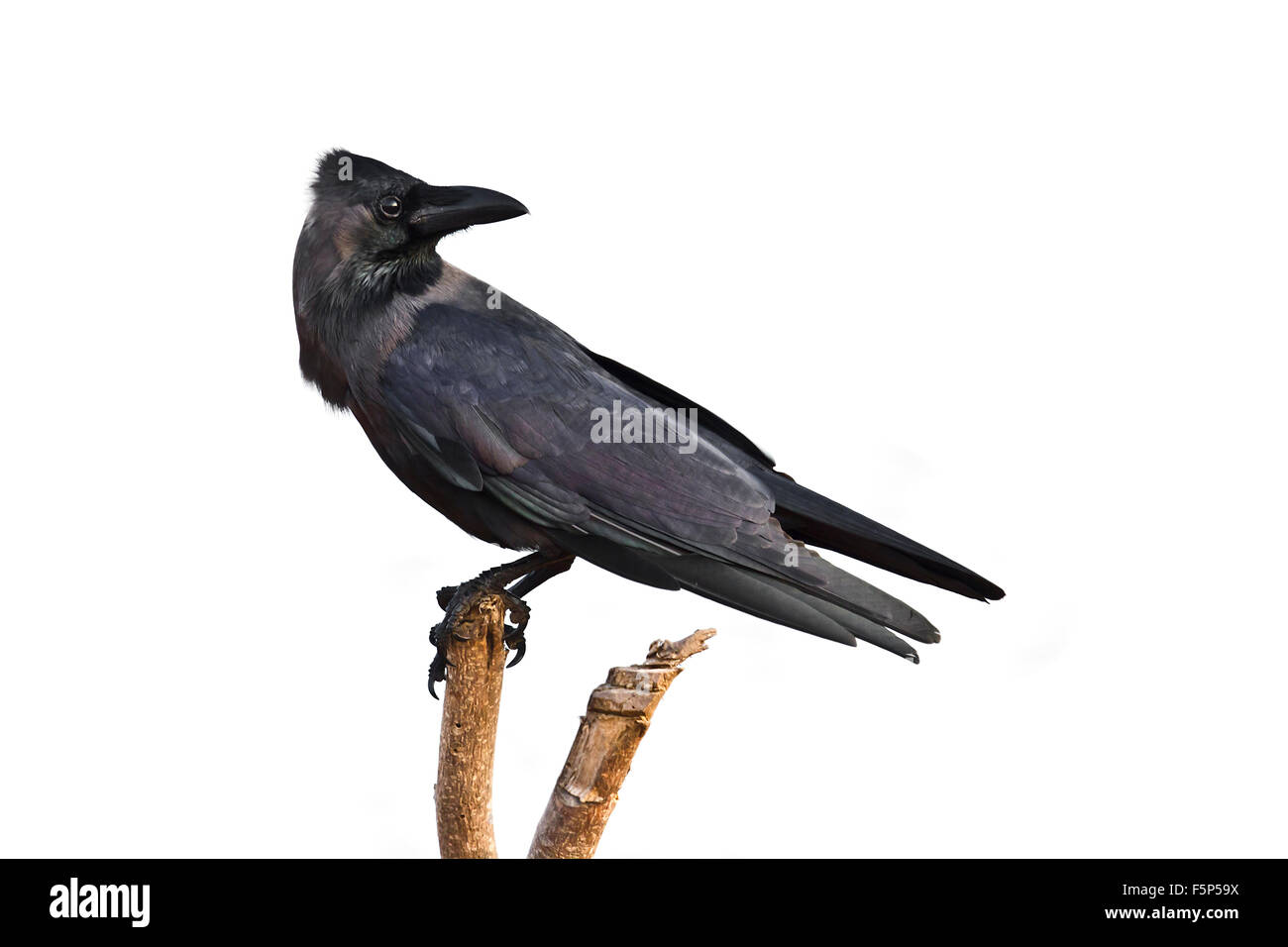 Casa crow specie Corvus splendens isolato in uno sfondo bianco Foto Stock