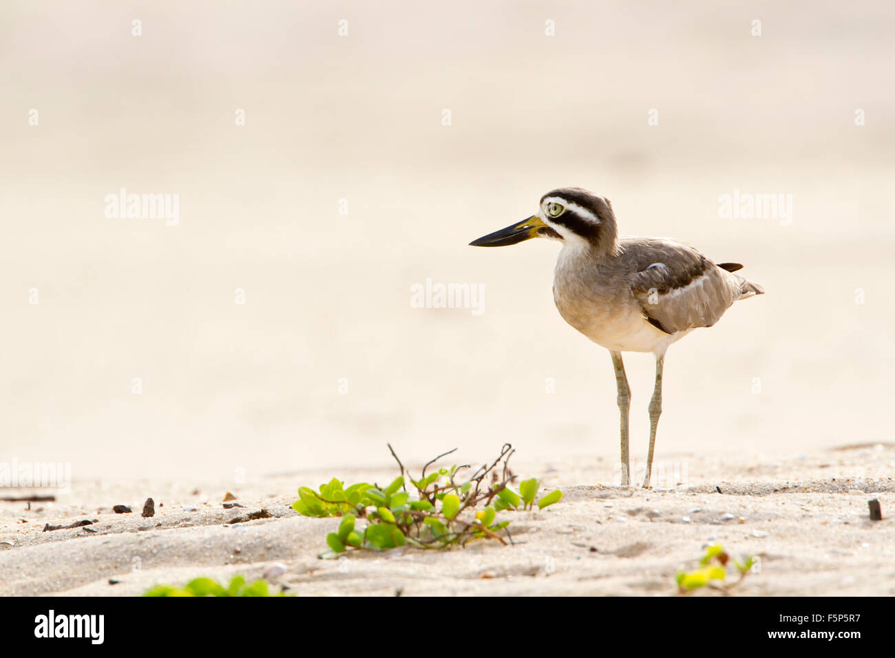 Grande thick-ginocchio specie Esacus recurvirostris Foto Stock