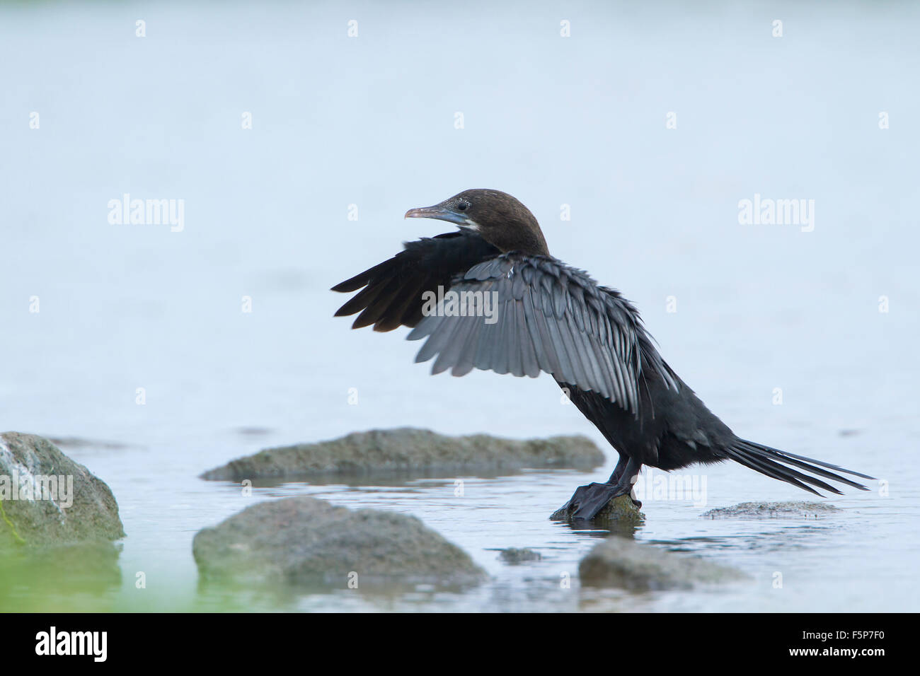 Indiano specie di cormorano Phalacrocorax fuscicollis in Arugam Bay lagoon Foto Stock