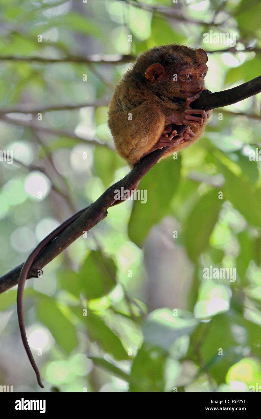 Completamente cresciuti Tarsier stringendo la corteccia di un albero appoggiato durante il giorno a Tarsier Area di Conservazione, Loboc, Bohol, Filippine Foto Stock