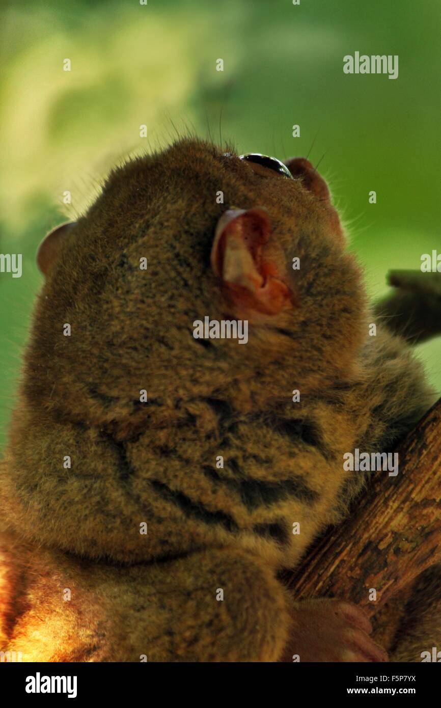 Completamente cresciuti Tarsier stringendo la corteccia di albero scosso da rumore effettuate da altri Tarsiers, guardando verso l'alto - Tarsier Area di Conservazione, Loboc, Bohol, Filippine Foto Stock