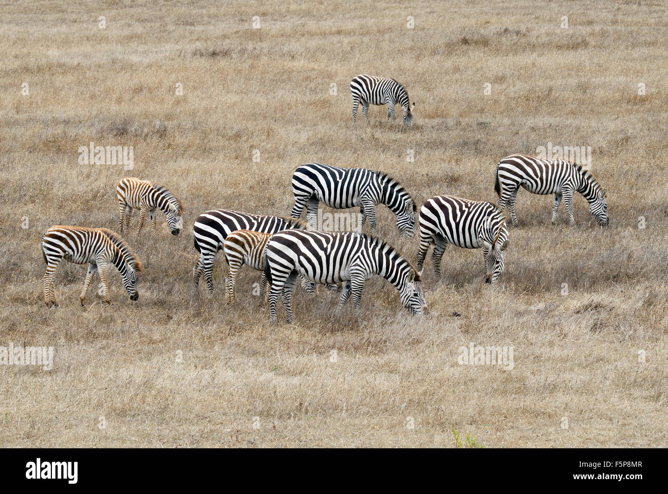 Zebre sulla terra del castello di Hearst, San Simeon, California Foto Stock