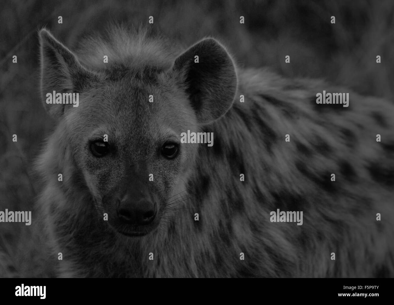 Immagine in bianco e nero di spotted hyena a Sabi Sands, sud africa Foto Stock