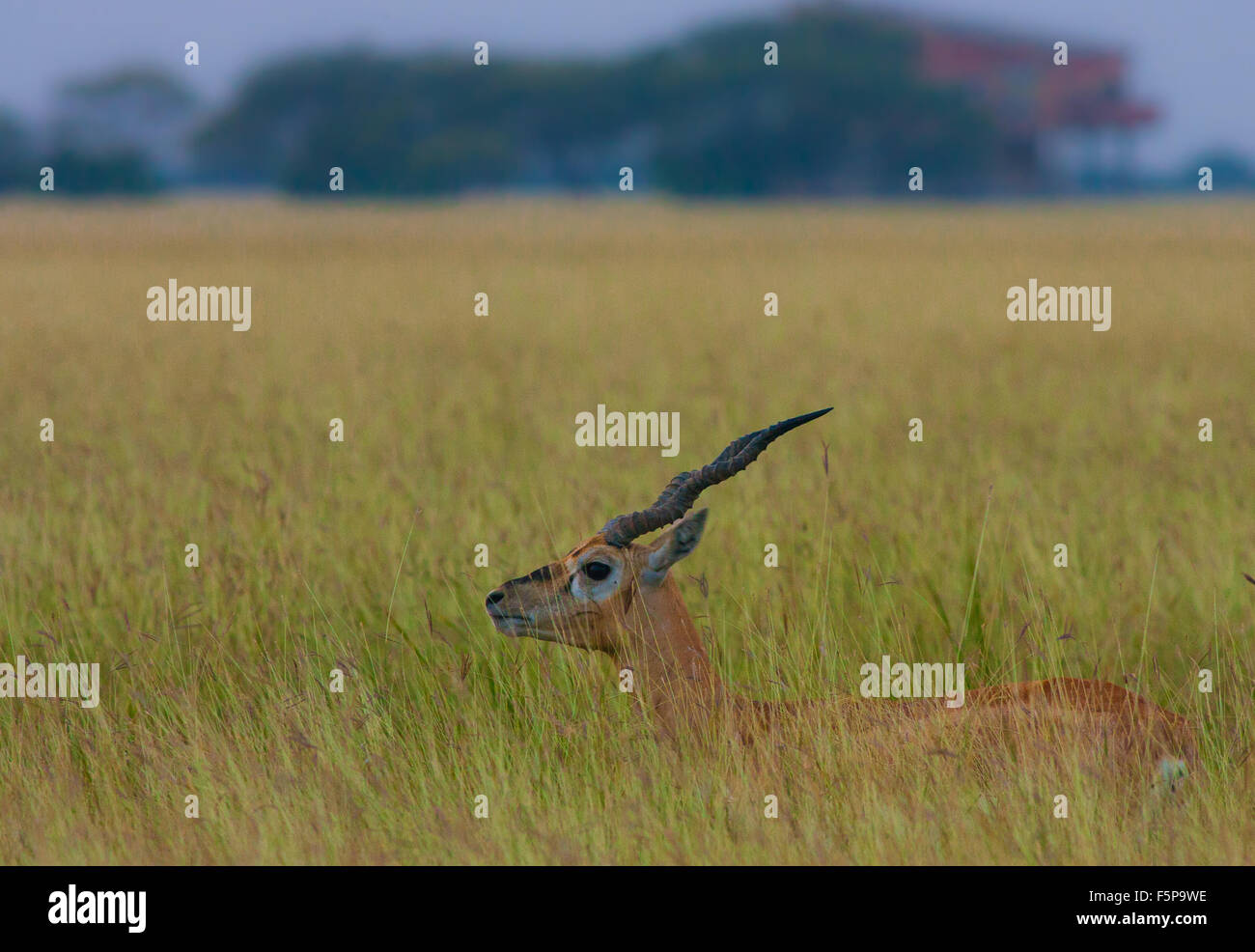 Buck nero nella prateria a Velavadar National Park, Gujarat, India Foto Stock