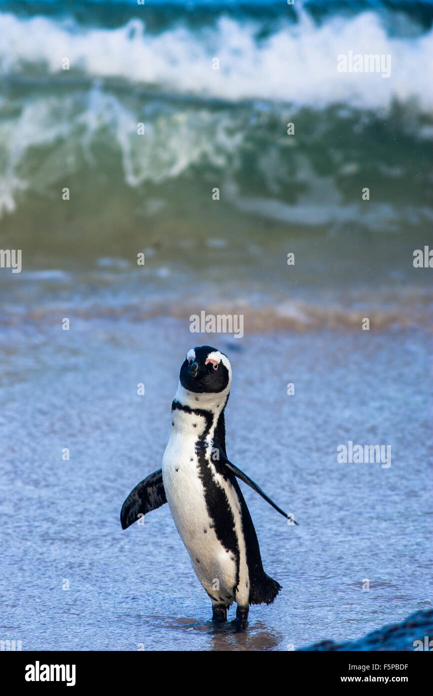 Pinguino del capo sulla riva di un mare blu a Boulders Beach, Città di Simon vicino a Cape Town, Sud Africa. Immagine con spazio di copia Foto Stock