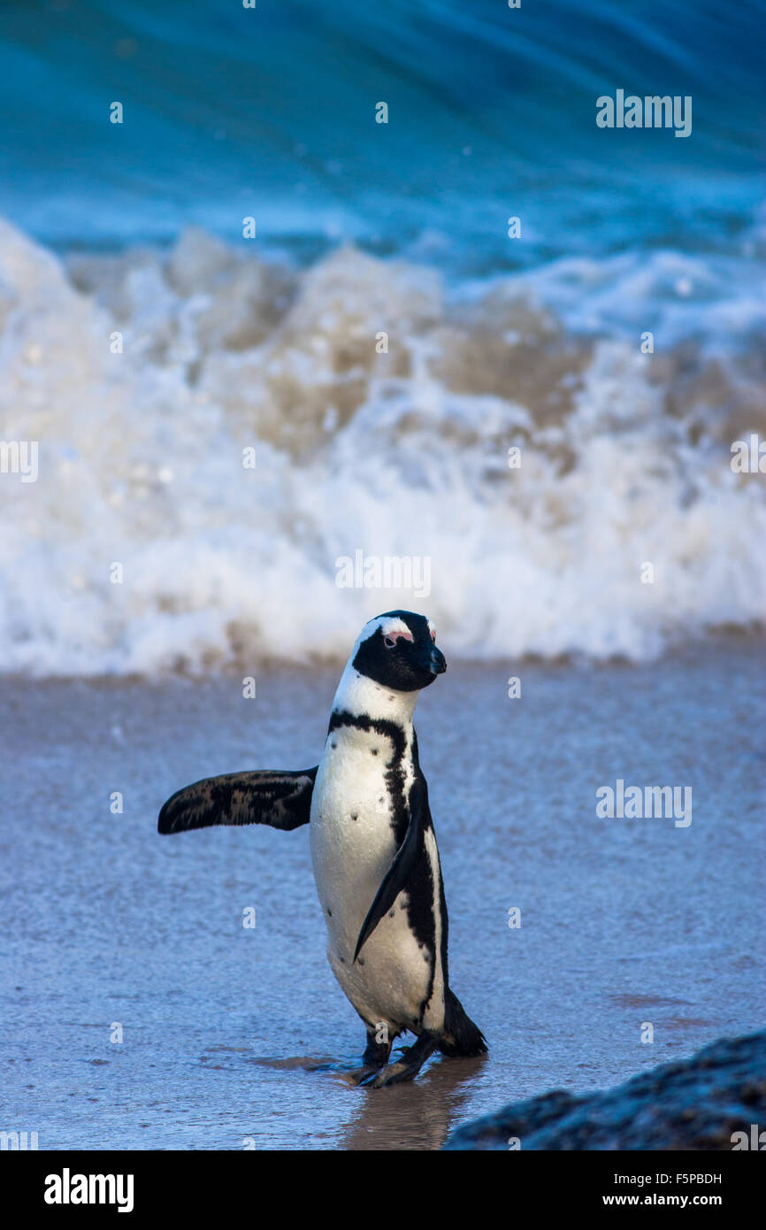 Pinguino del capo sulla riva a Boulders Beach, Città di Simon, Città del Capo Foto Stock