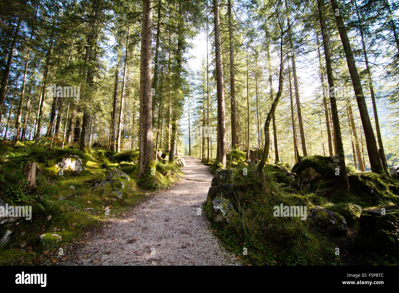 Una parte della foresta bavaresi in corrispondenza di uno dei più antichi Germanie Nationalpark a Berchtesgaden. Il Firs stanno crescendo fuori alcuni muschio coprire Foto Stock