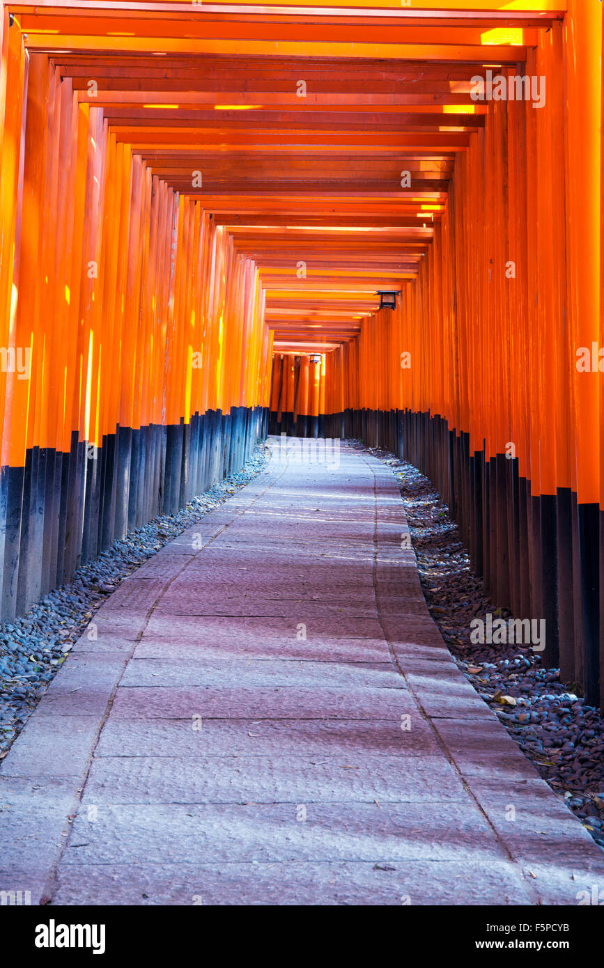 Senbon Torii di Fushimi Inari Taisha, Kyoyo Giappone Foto Stock