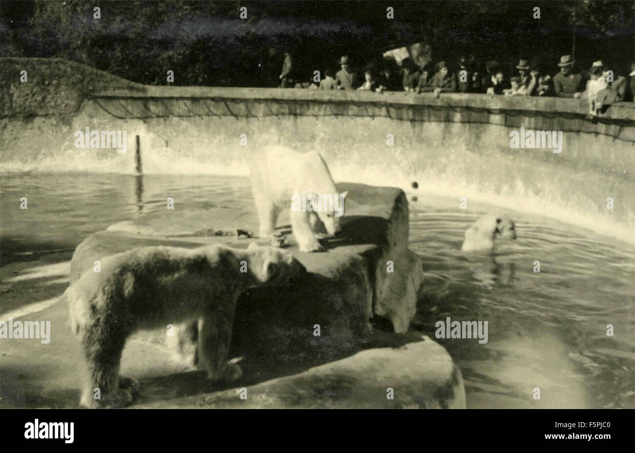 Gli orsi polari allo Zoo di Roma, Italia Foto Stock