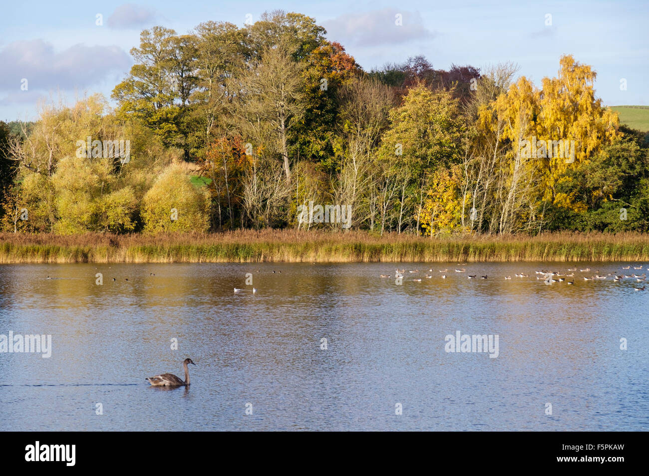 Il paese Hirsel parco lago con oche selvatiche in autunno. Coldstream, Berwickshire Scottish Borders Scotland Regno Unito Gran Bretagna Foto Stock