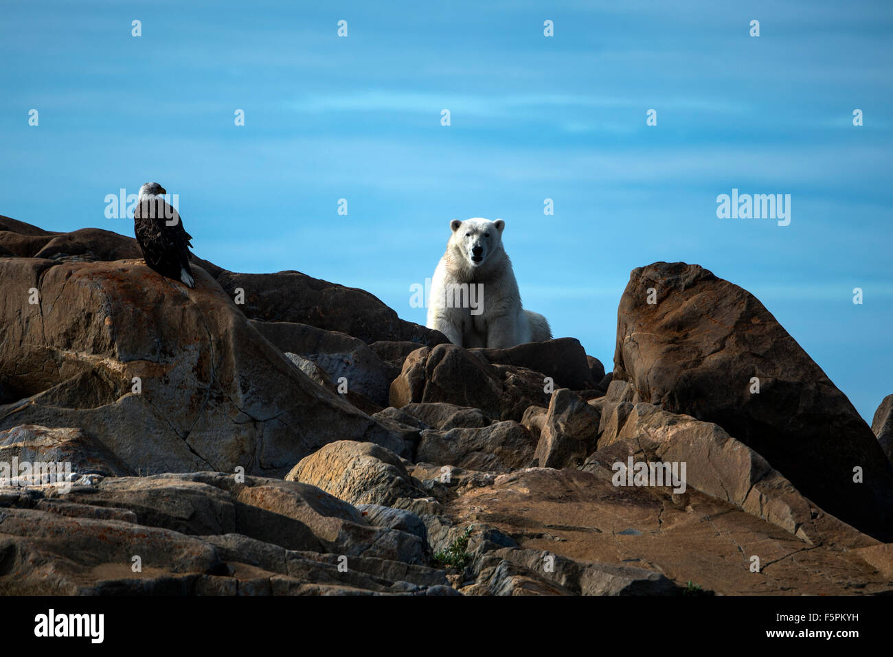 Orso polare per adulti (Ursus maritimus) seduti sulle rocce con aquila calva (Haliaeetus leucocephalus) Churchill, Manitoba, Canada Foto Stock