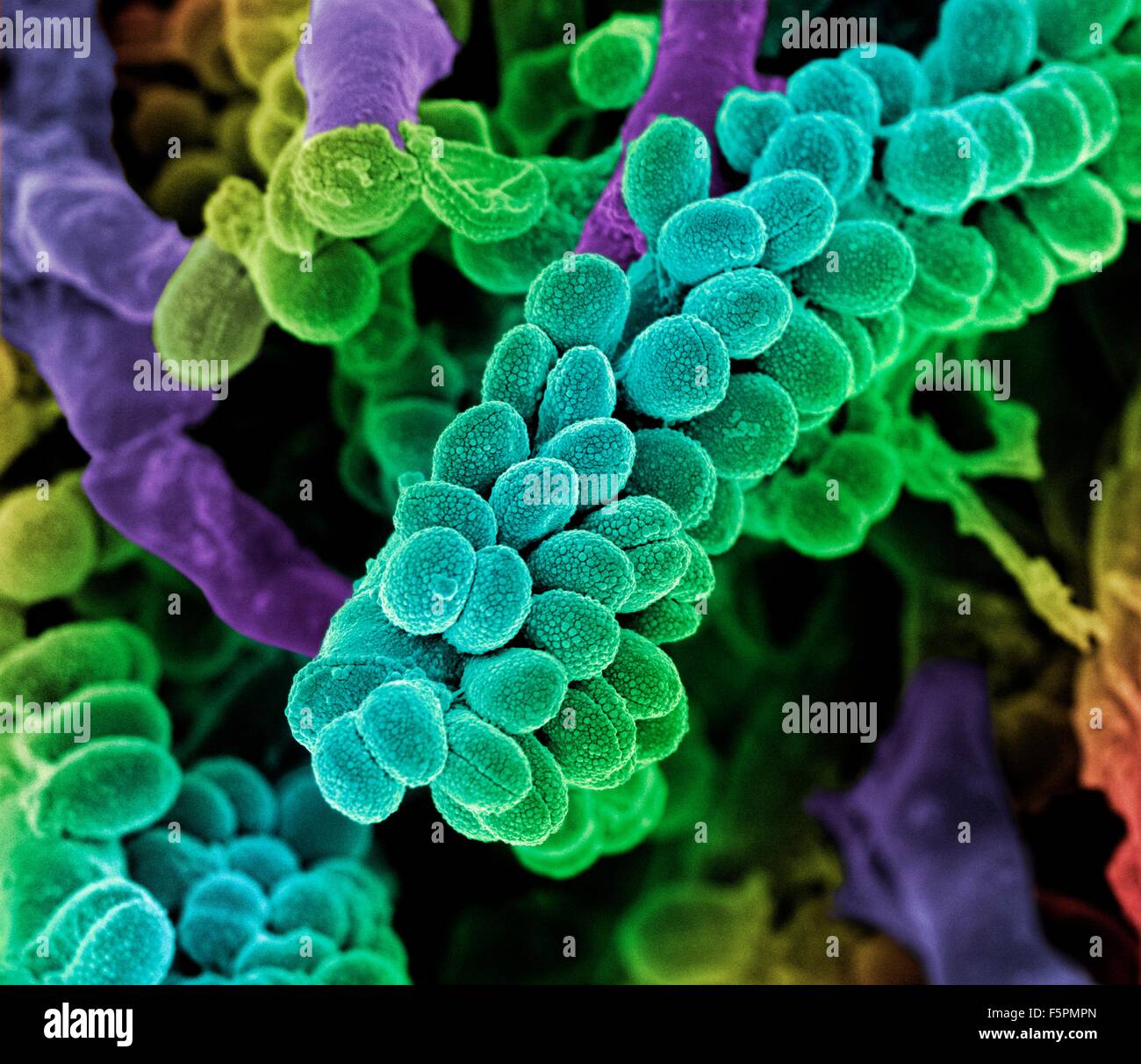 Streptococcus bacteria immagini e fotografie stock ad alta risoluzione -  Alamy