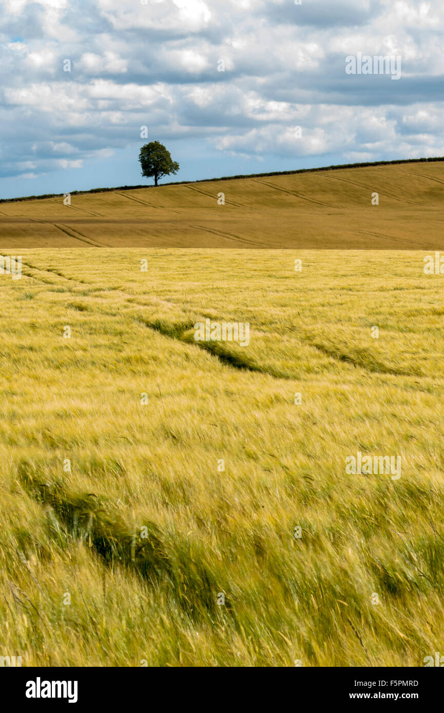 Unico albero con campi di grano Northumberland National Park, Inghilterra, Gran Bretagna, Regno Unito Foto Stock