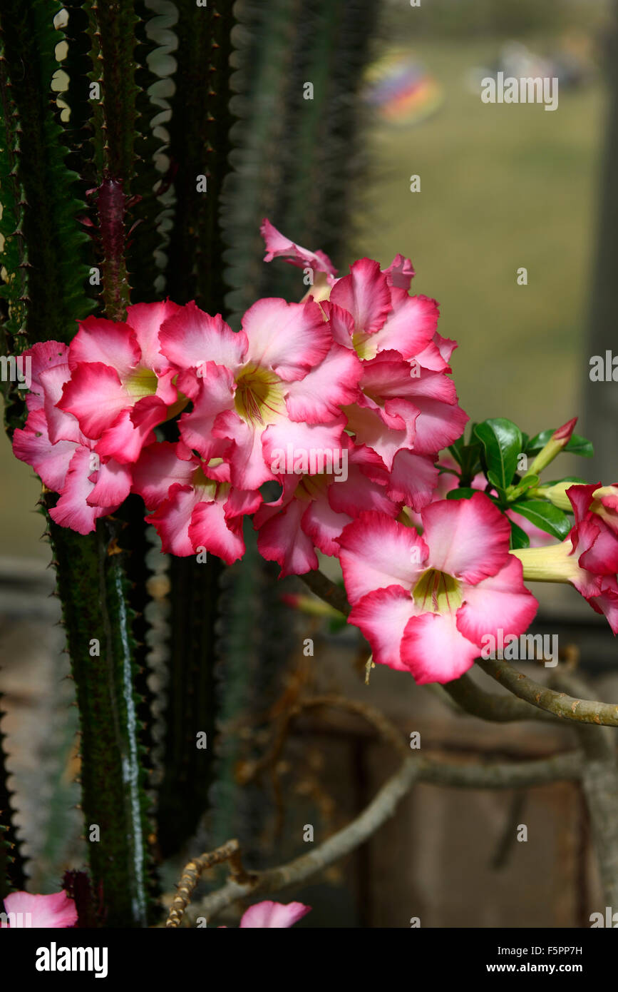Adenium obesum desert rose estate esotici giardini tropicali impianto ritratti approfondimento fioritura di fiori rosa floreale RM Foto Stock